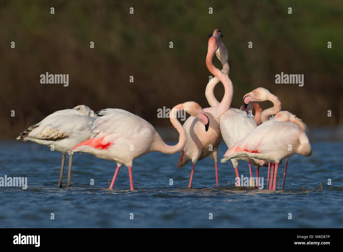 Groep Flamingo's ; Groupe de flamant rose Banque D'Images