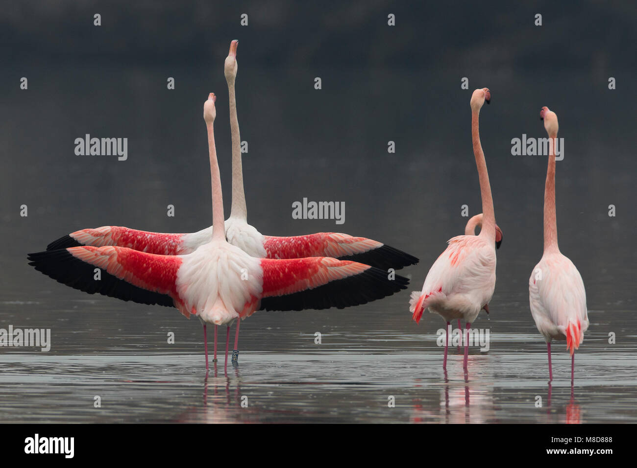Groep blatsende Flamingo's ; Groupe d'displying flamant rose Banque D'Images