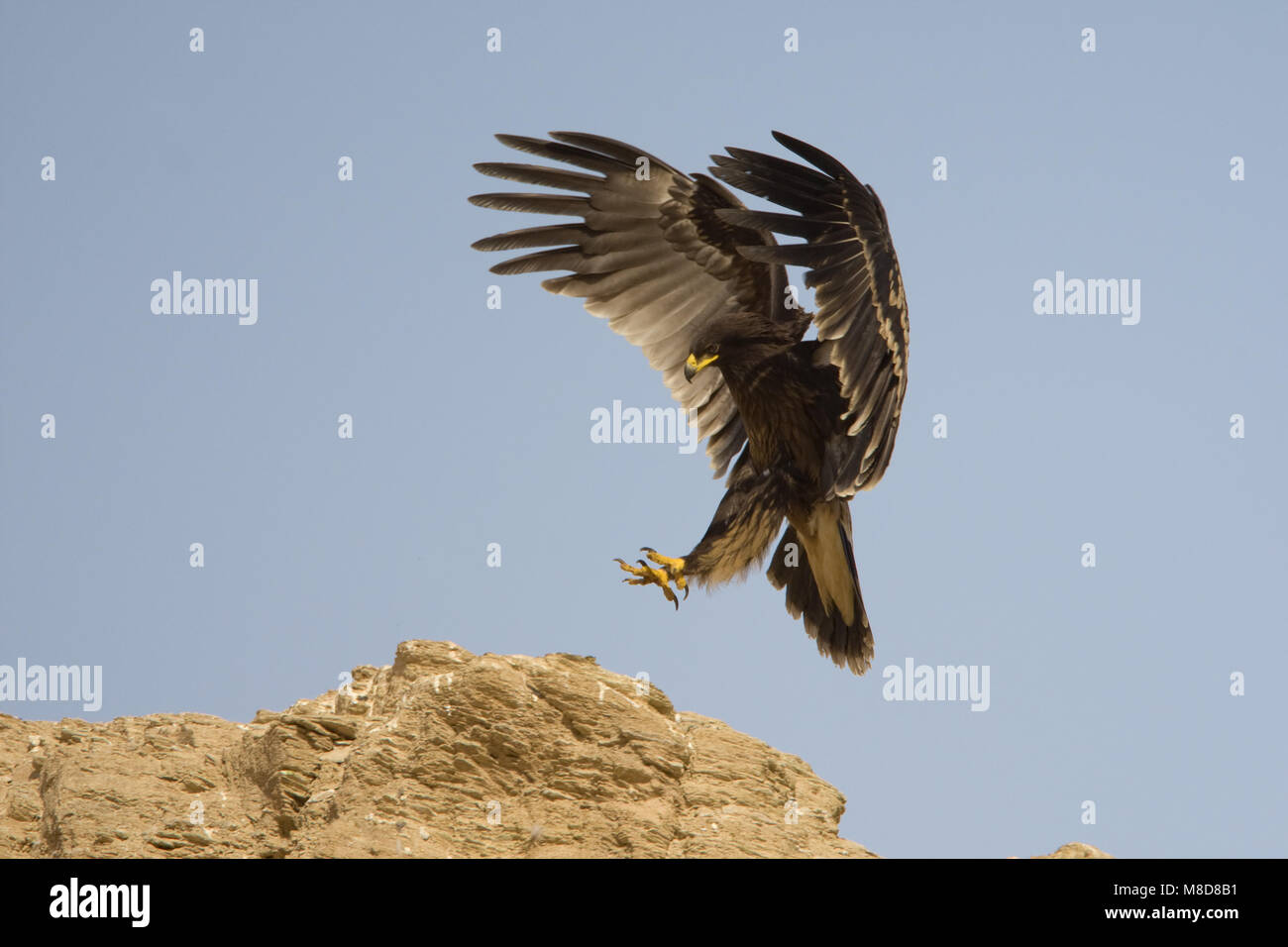 Dans Bastaardarend viaje en avión ; plus grande raie-aigle en vol Banque D'Images