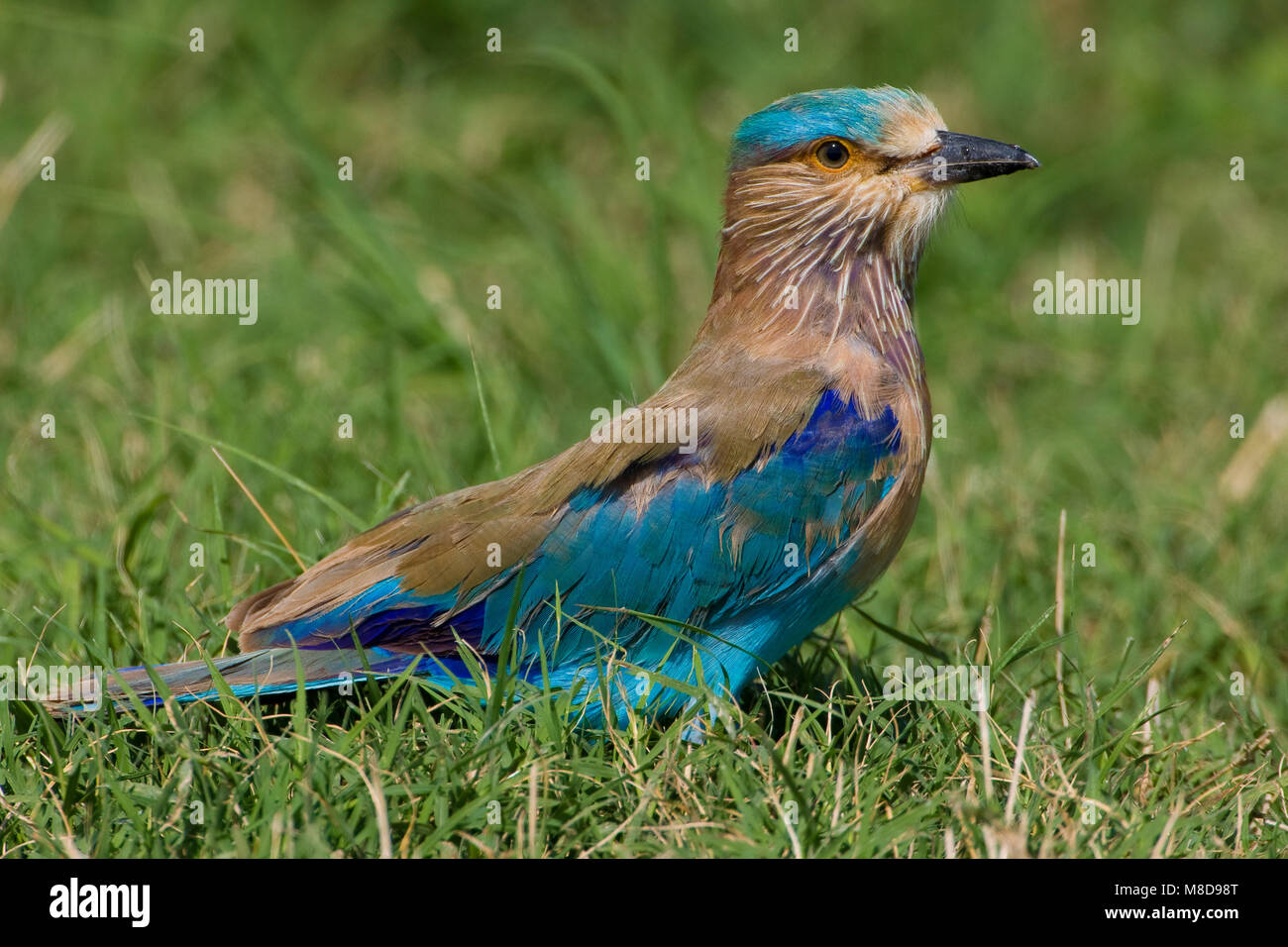 Indische Scharrelaar zittend in het gras ; rouleau indien perché dans l'herbe Banque D'Images