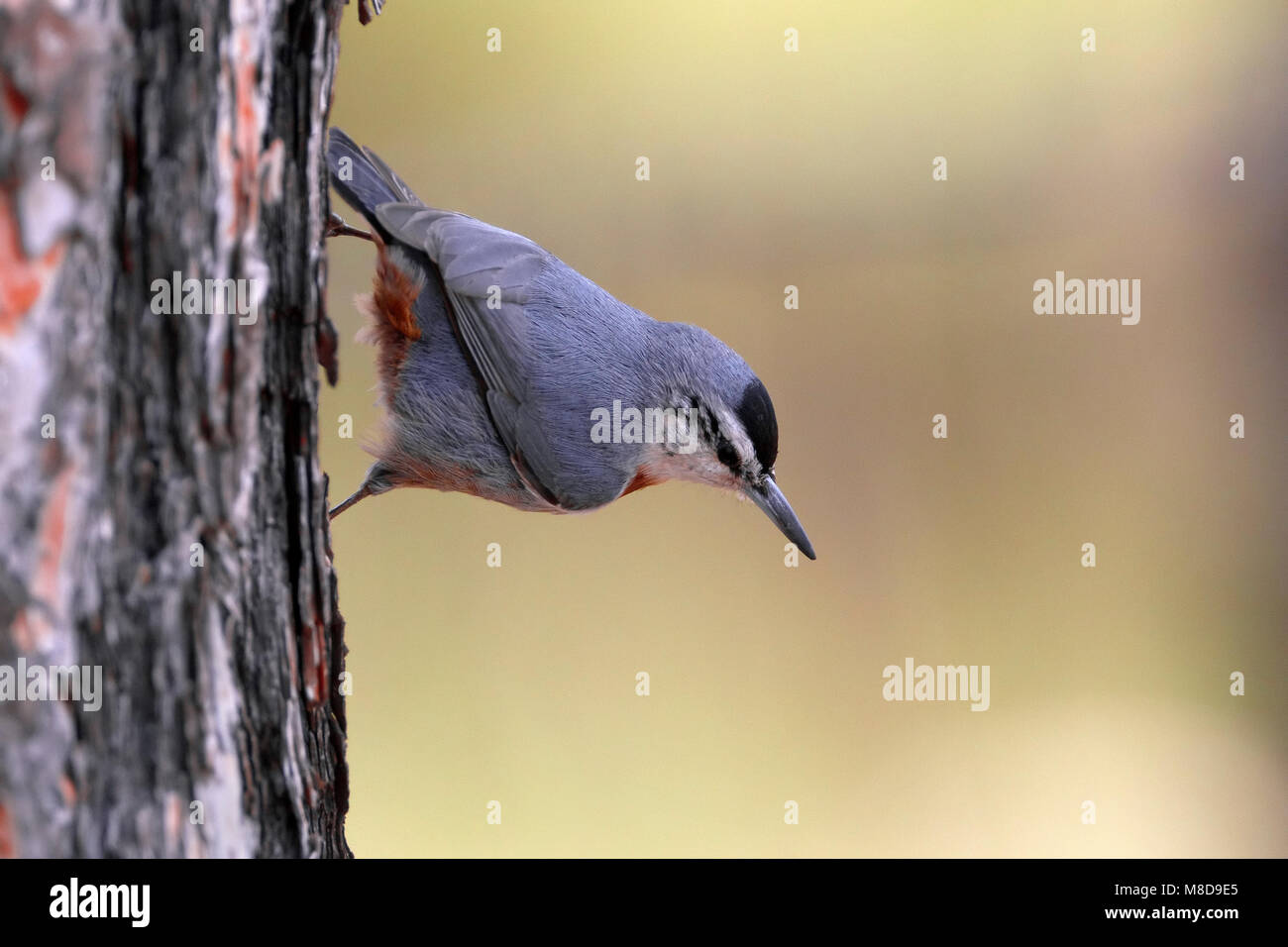 Turkse Boomklever tegen een boom ; Krupers blanche contre l'arbre Banque D'Images