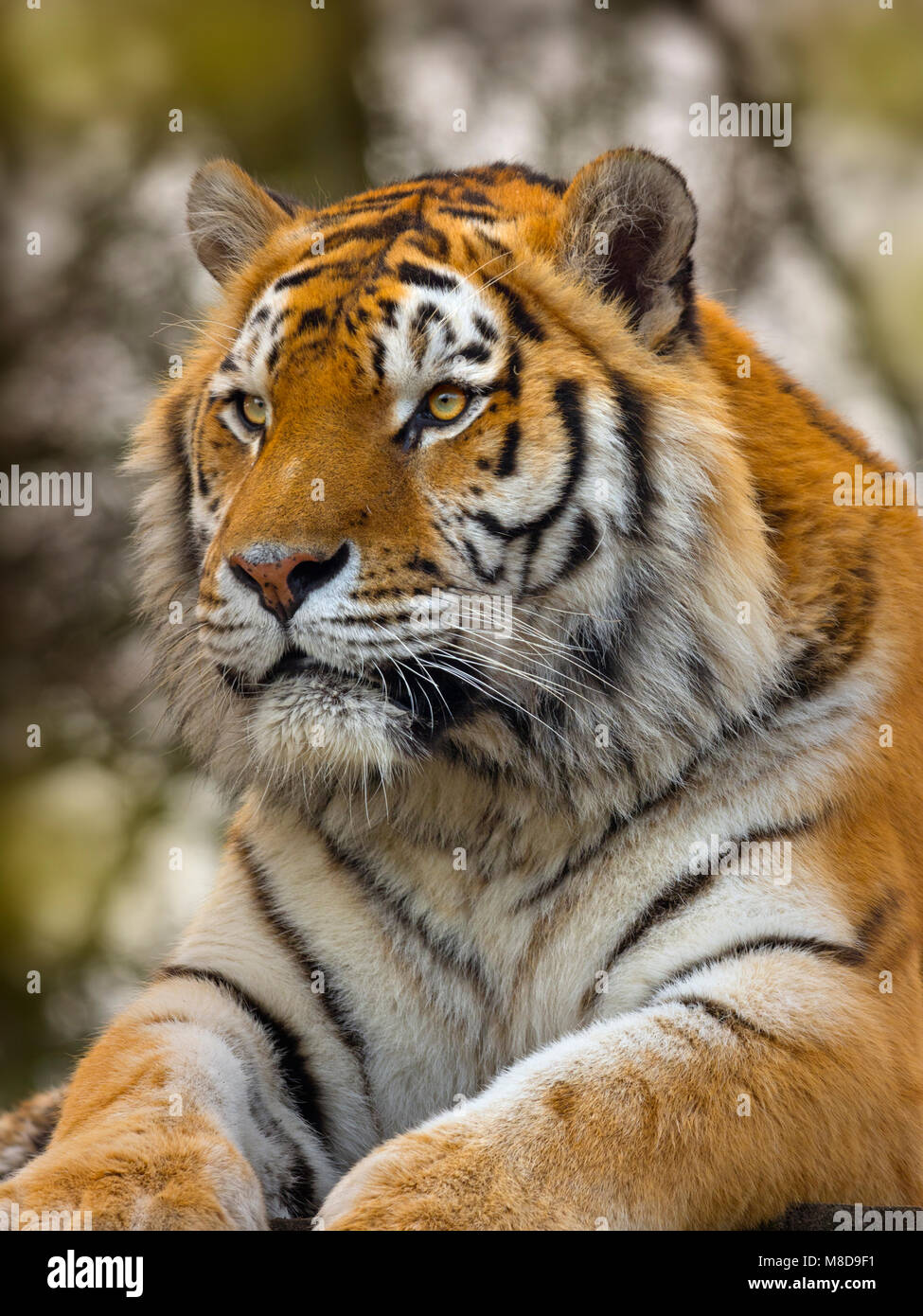 Tigre de Sibérie Panthera tigris tigris ou tigre d'Amour Banque D'Images