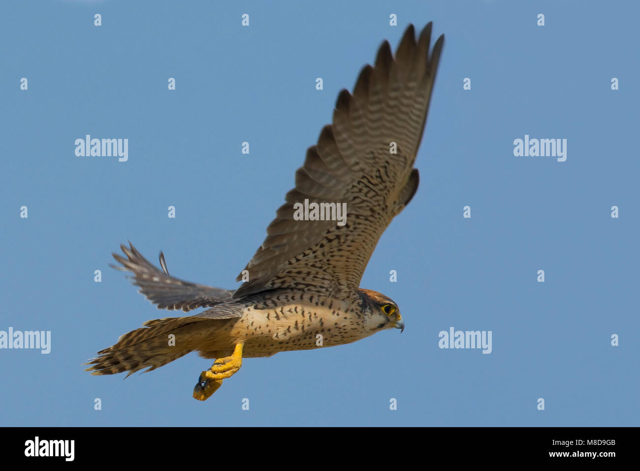 Volwassen dans Lannervalk de viaje en avión ; des profils Lanner Falcon en vol Banque D'Images