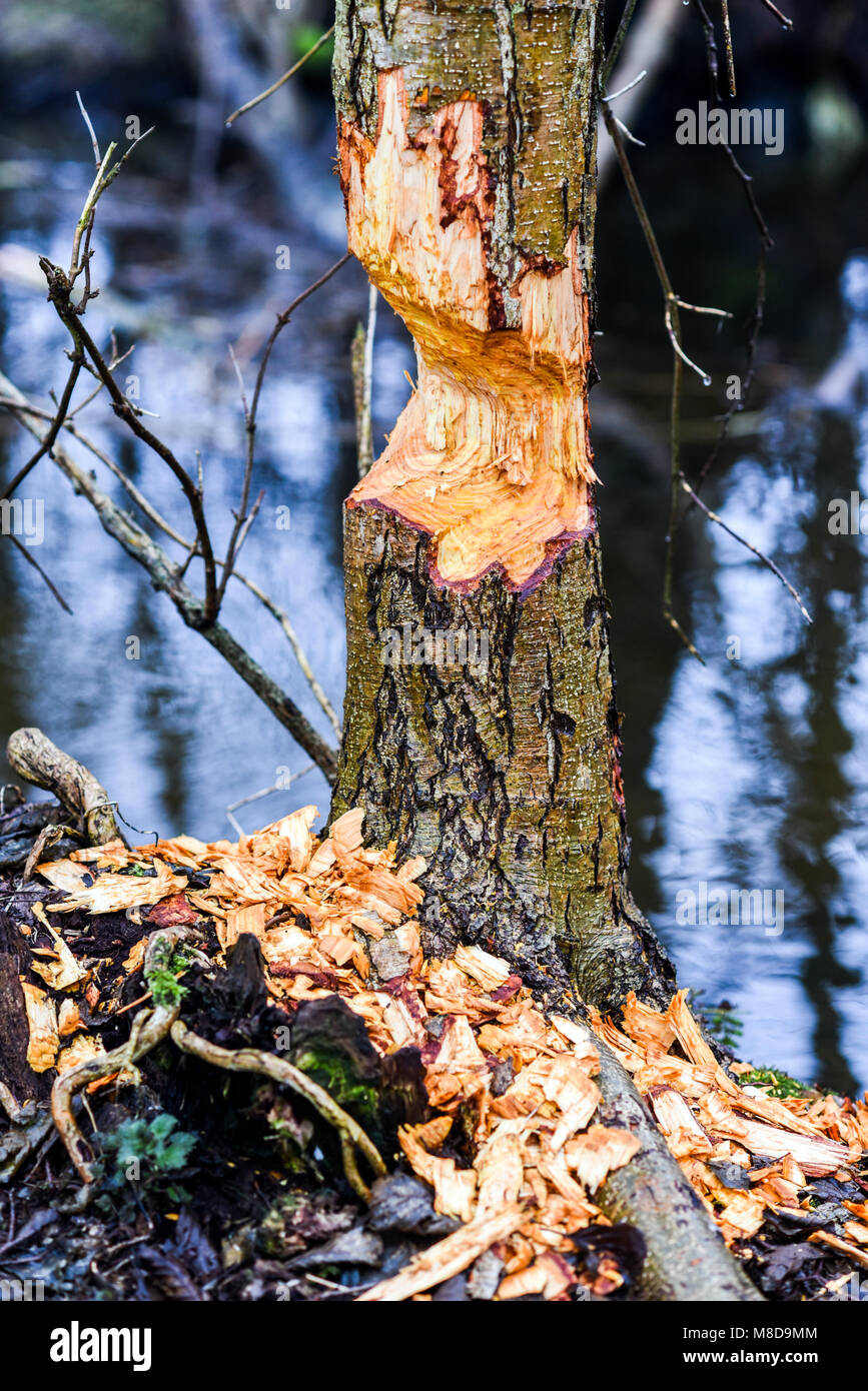 Arbre des un mordu par un castor dans la forêt. Banque D'Images