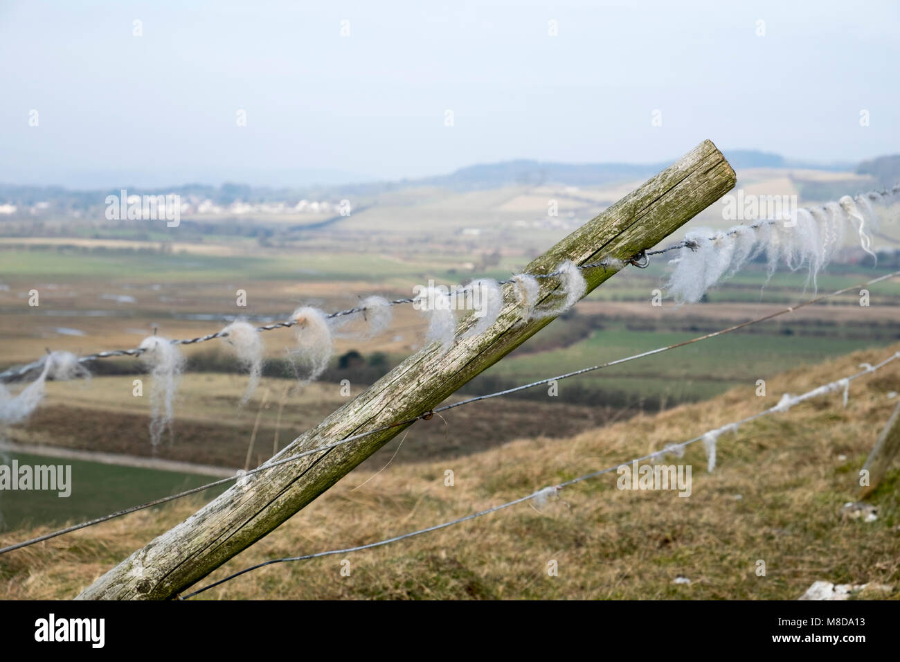 La laine des moutons sur les barbelés, Humphrey Head, Cumbria, Angleterre Banque D'Images