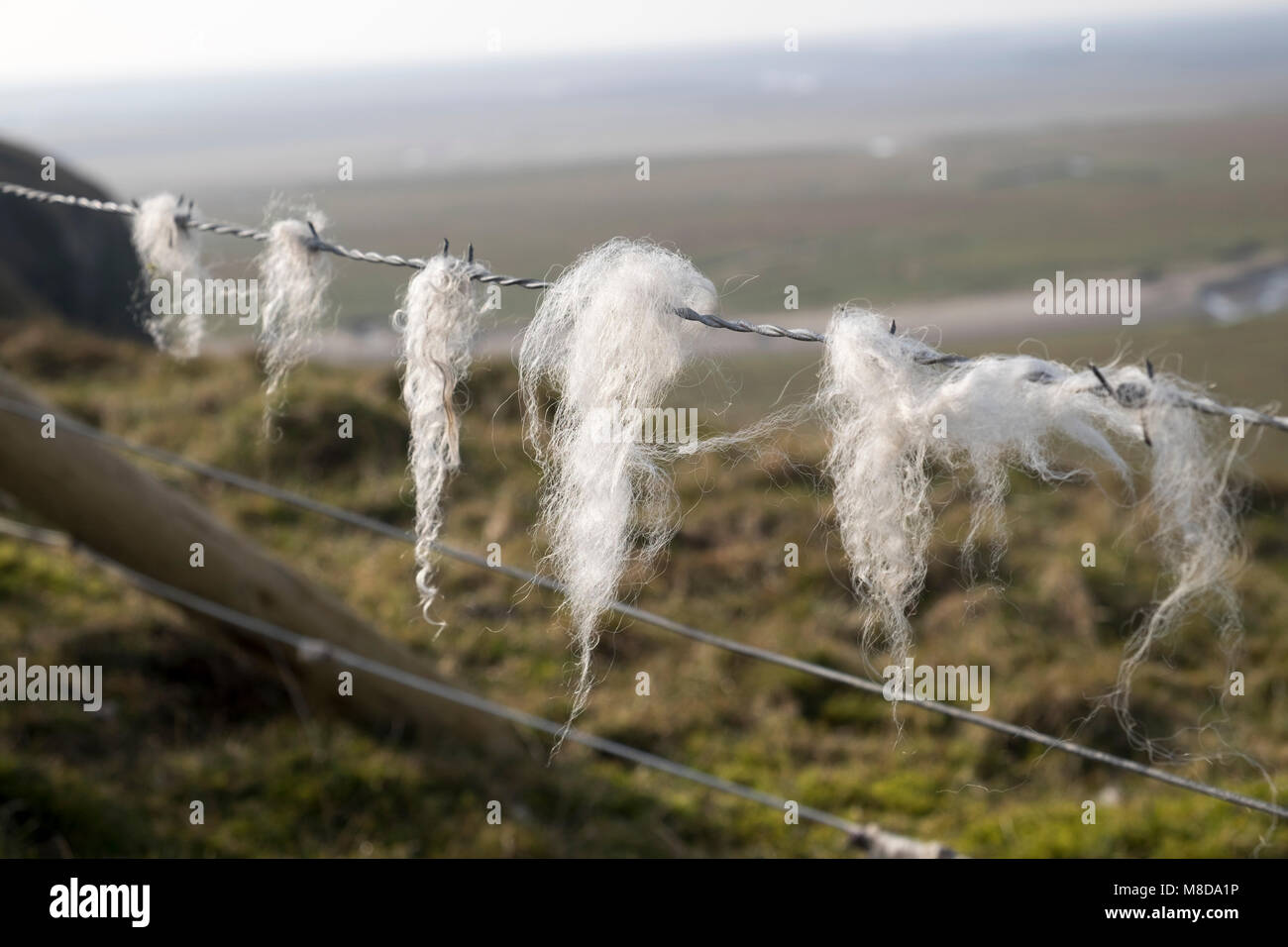 La laine des moutons sur les barbelés, Humphrey Head, Cumbria, Angleterre Banque D'Images