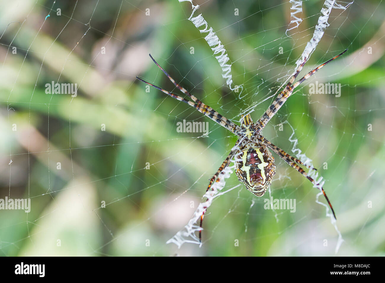 Spider web big sur Banque D'Images