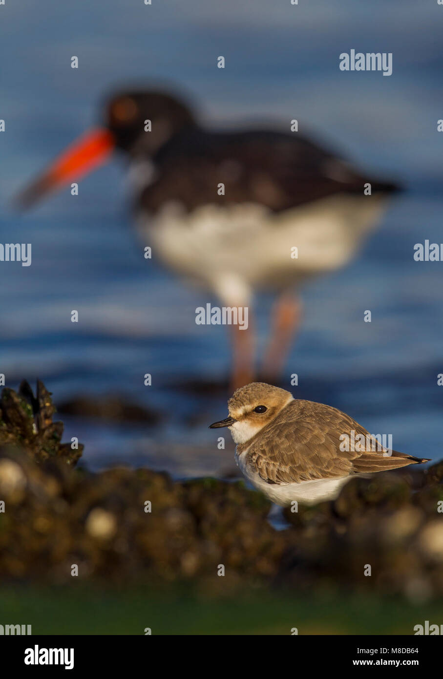 Op het strand Strandplevier staand Gravelot ; debout sur la plage Banque D'Images