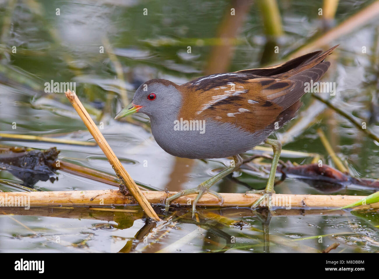 Klein Waterhoen ; Little Crake Porzana parva ; Banque D'Images