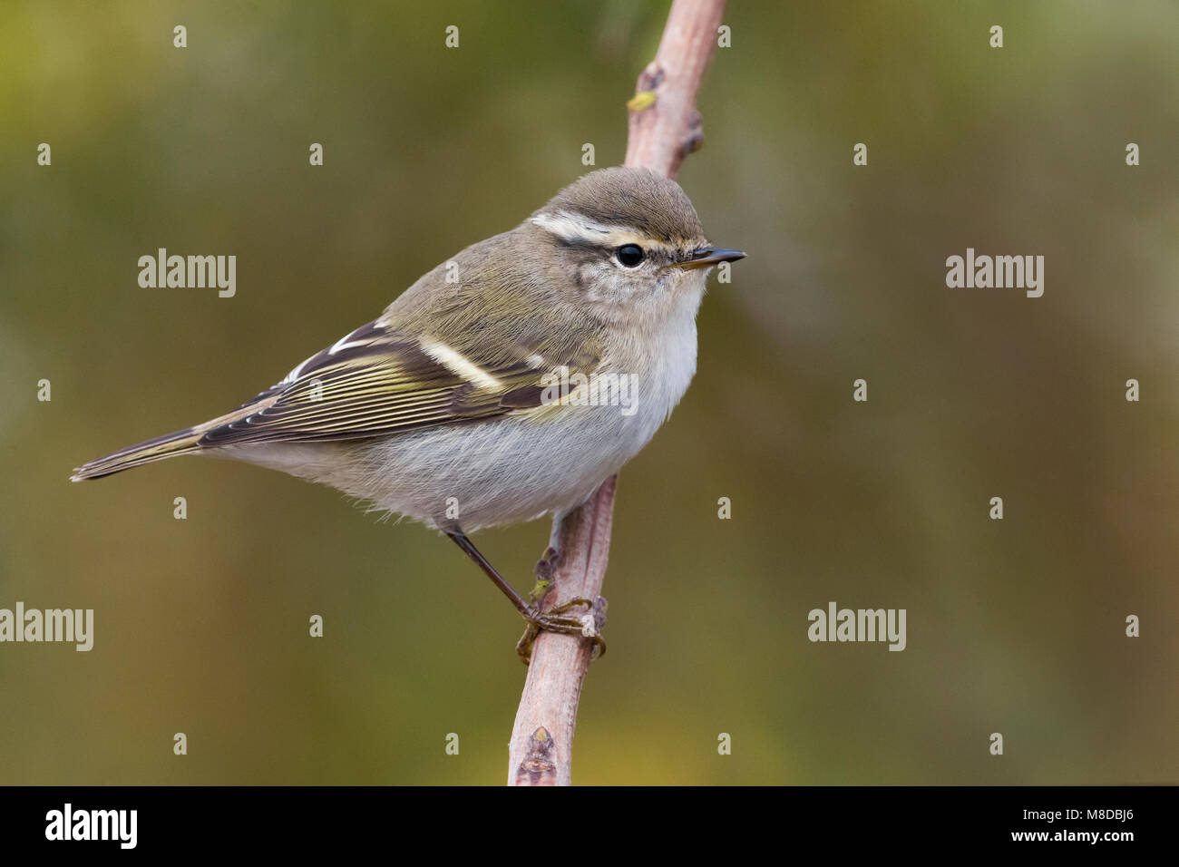 Bladkoning ; jaune-browed Warbler Banque D'Images