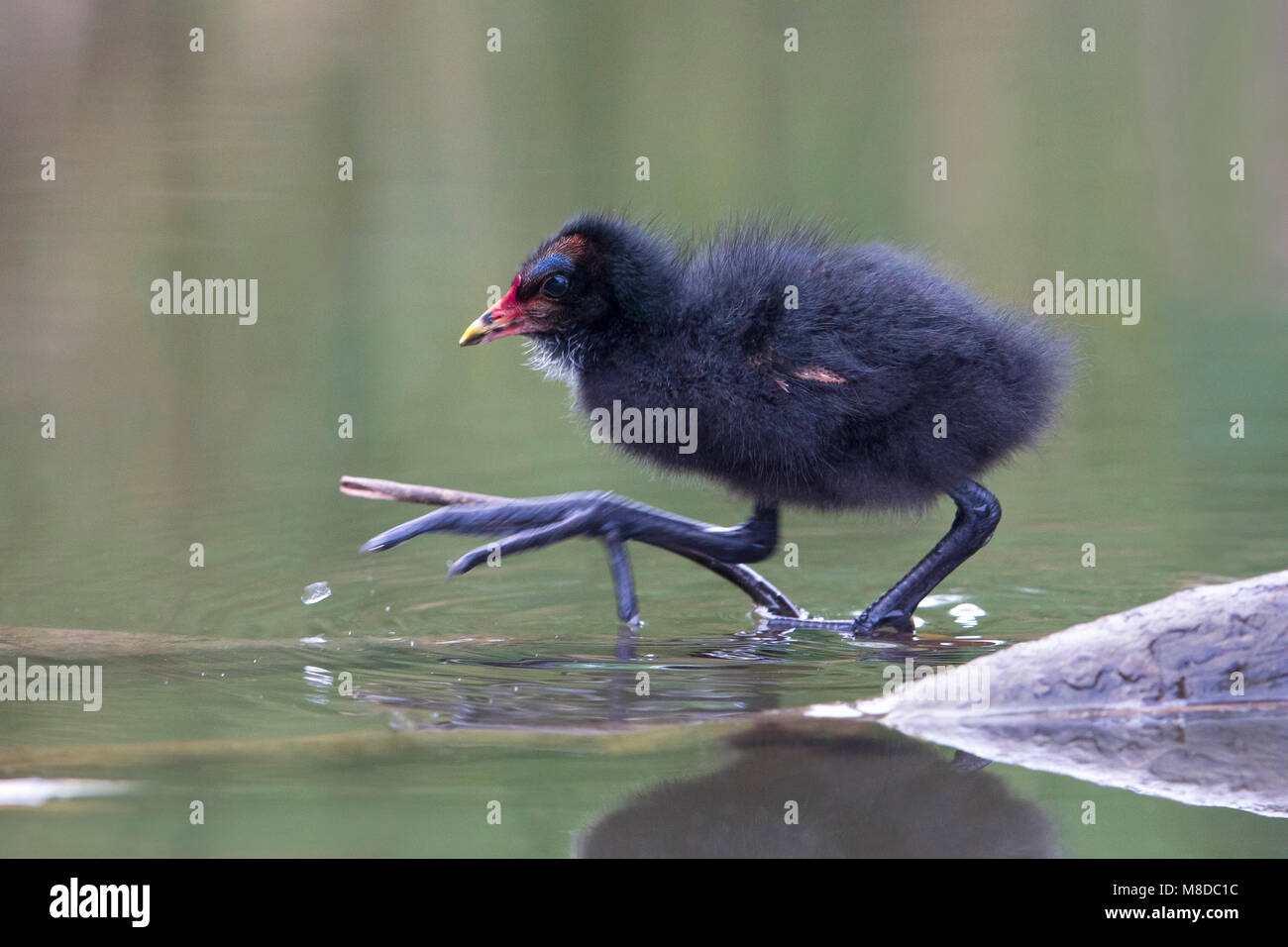 Waterhoen, Gallinule poule-d'eau Banque D'Images