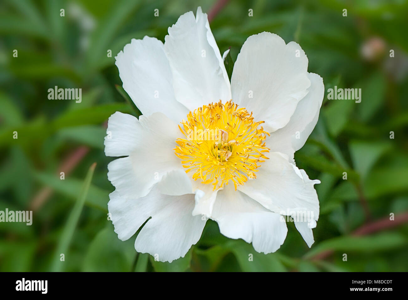 Image en gros plan d'un blanc pur de la floraison d'été fleur de pivoine Banque D'Images