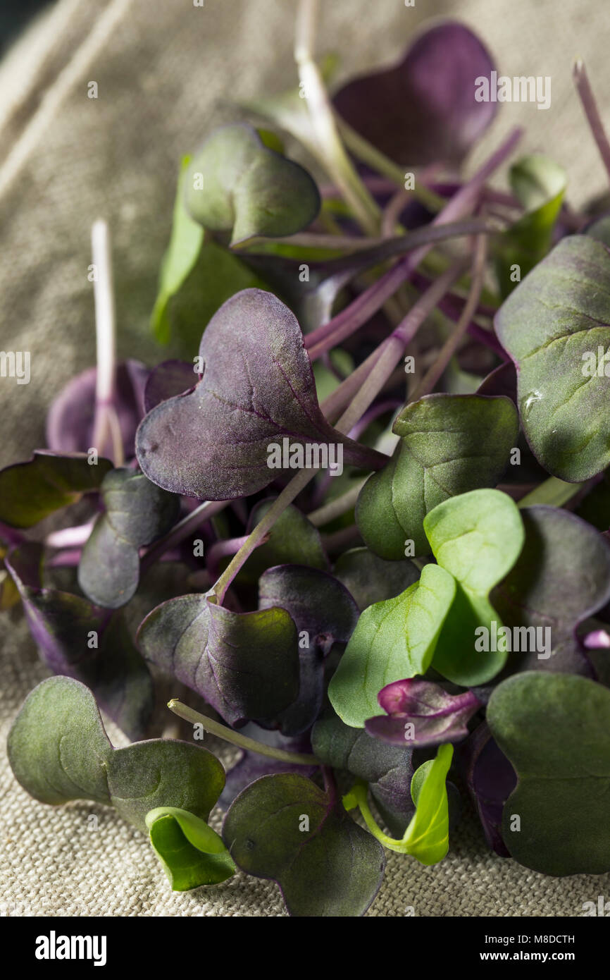 Matières organiques Purple Radish Microgreens prêt à manger Banque D'Images