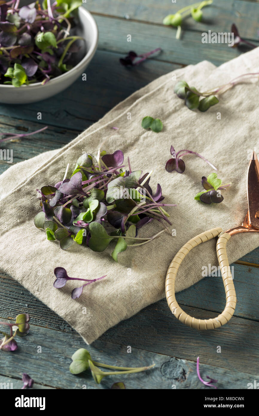 Matières organiques Purple Radish Microgreens prêt à manger Banque D'Images