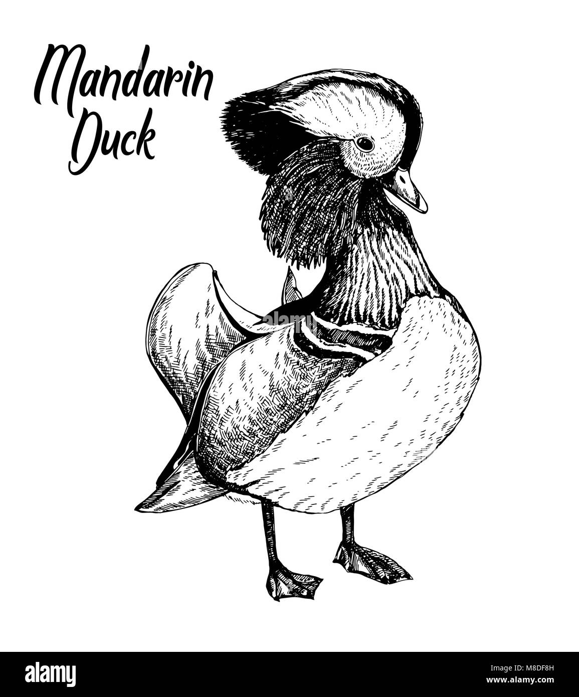Croquis dessinés à la main, de Canard Mandarin. Vector illustration isolé sur fond blanc. Illustration de Vecteur