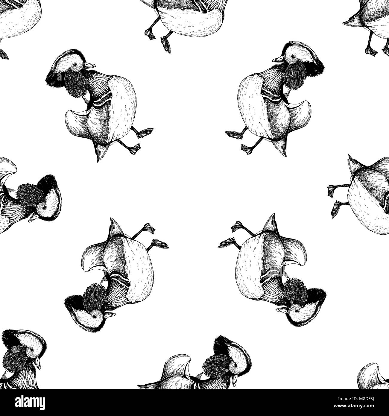 Motif de la main transparente style croquis Canard Mandarin. Vector illustration isolé sur fond blanc. Illustration de Vecteur