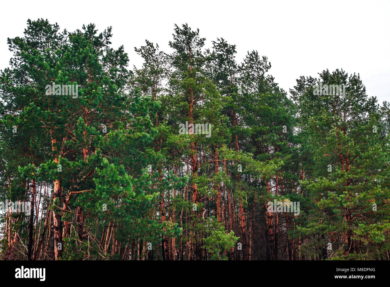 Vue de l'hiver, la forêt de conifères Banque D'Images