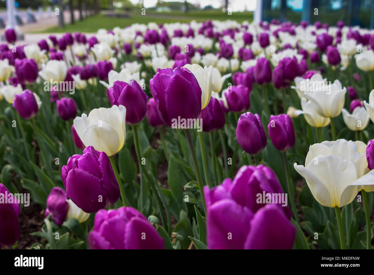 Tulipes violet et blanc à Ottawa Banque D'Images