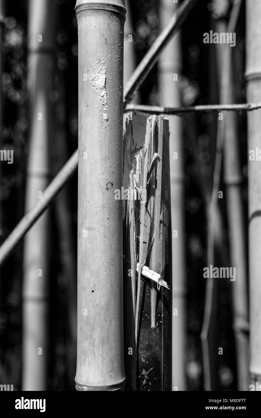 Forêt de bambou Banque D'Images