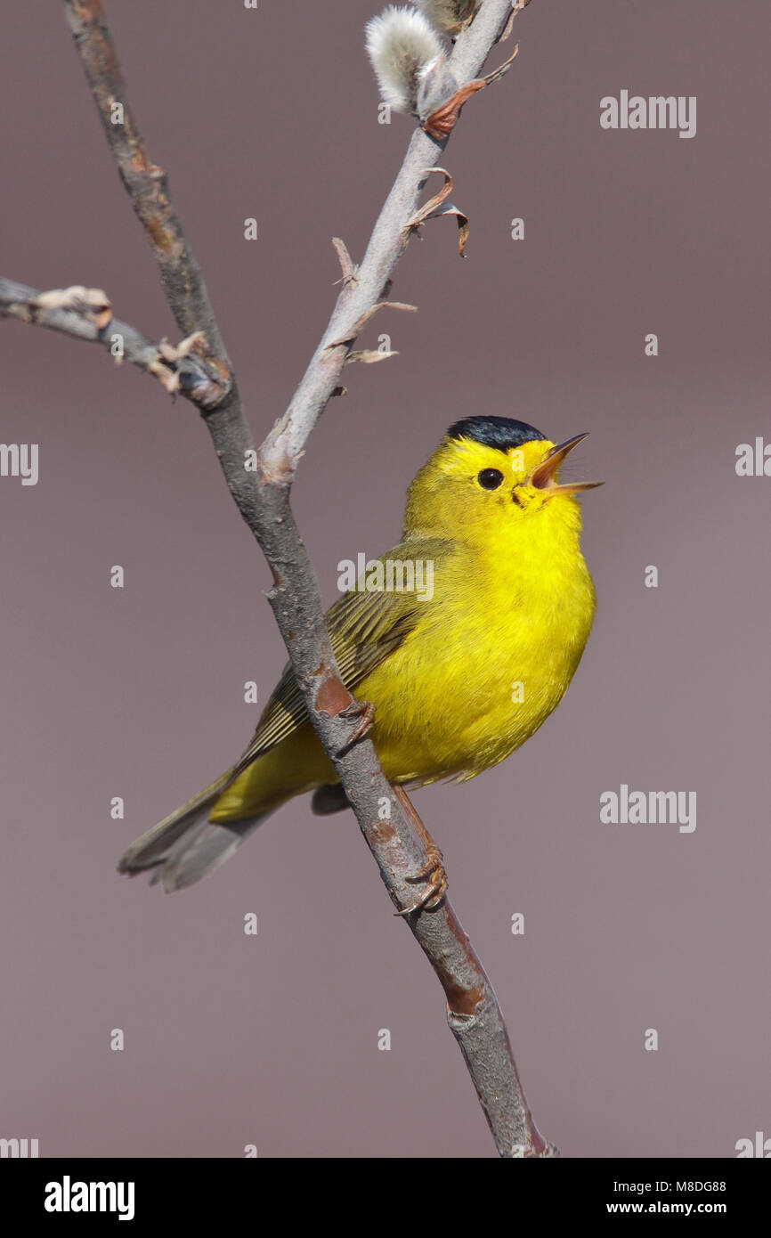 Zanger Wilsons, Wilson's Warbler Wilsonia pusilla, mâle adulte, péninsule de Seward, AK Juin 2009 Banque D'Images