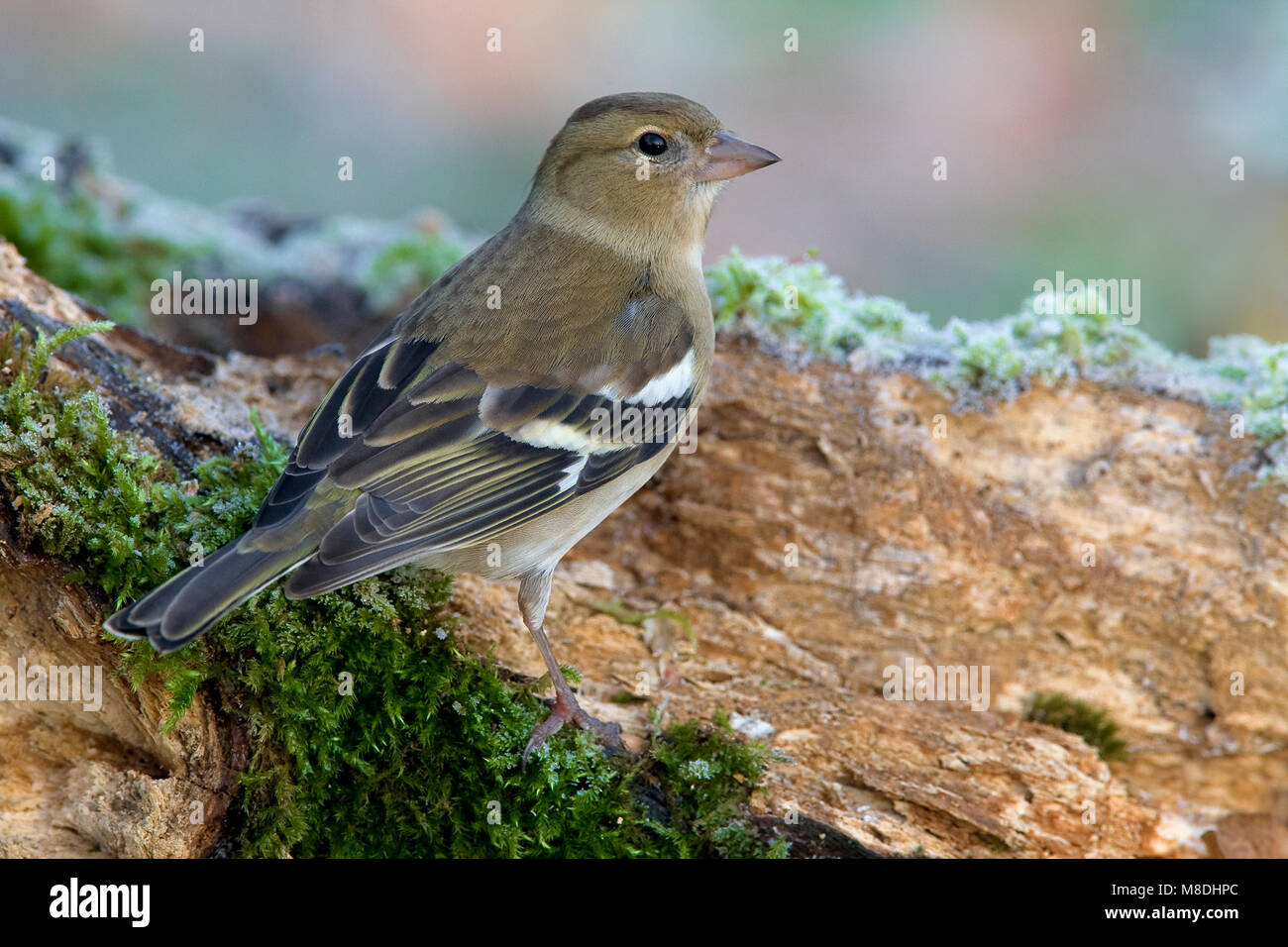 Vrouwtje Vink ; femelle Chaffinch commun Banque D'Images