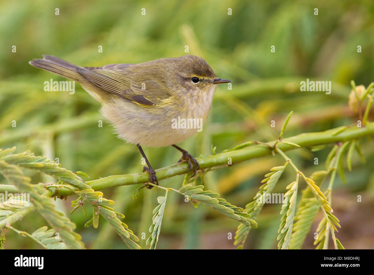 « Récent ; piccolo Luì Phylloscopus collybita ; Banque D'Images