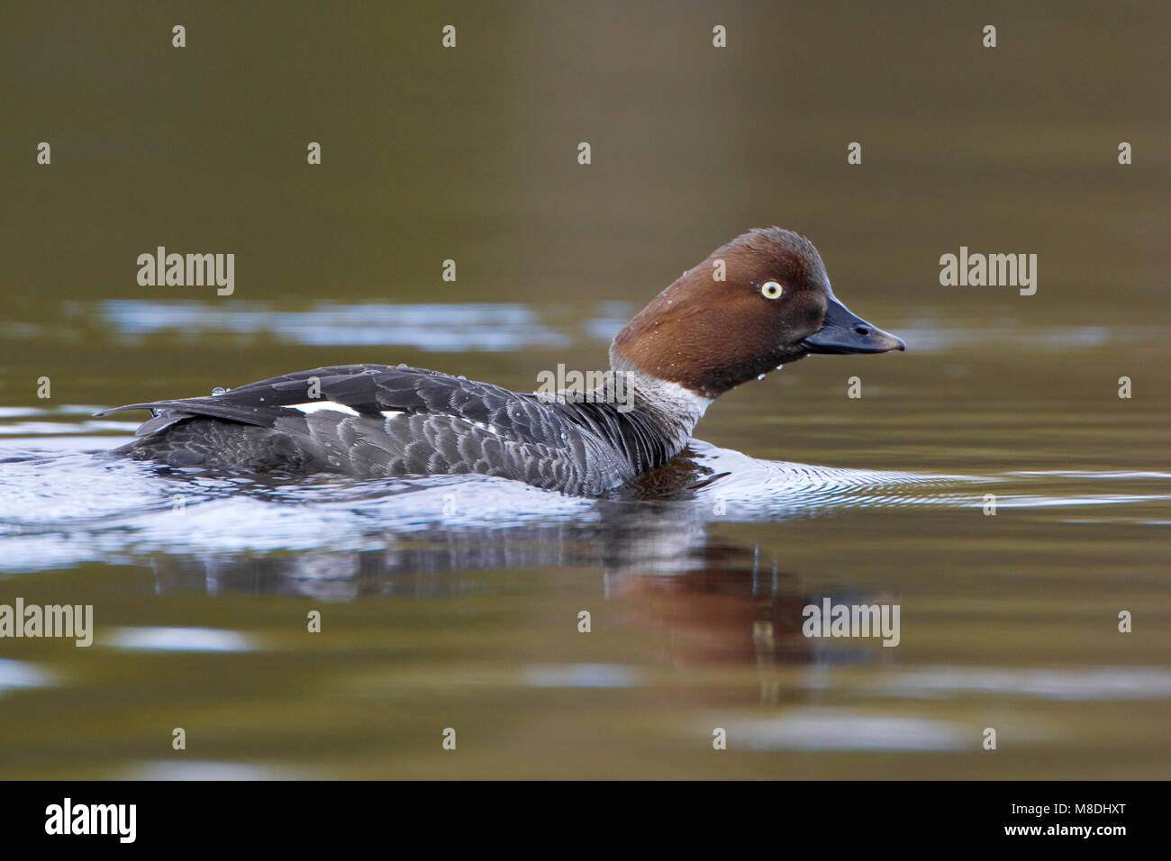 Vrouwtje Brilduiker zwemmend ; femelle Garrot natation Banque D'Images