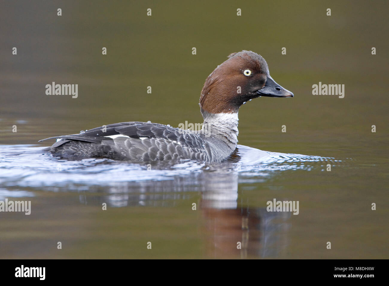 Vrouwtje Brilduiker zwemmend ; femelle Garrot natation Banque D'Images