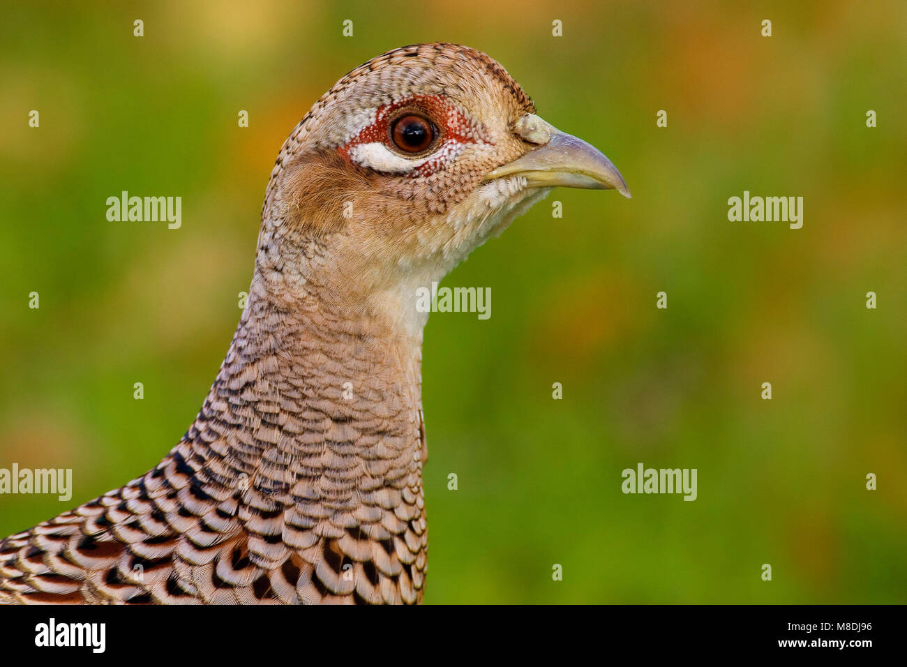 Jong mannetje Fazant ; jeune mâle faisan commun Banque D'Images