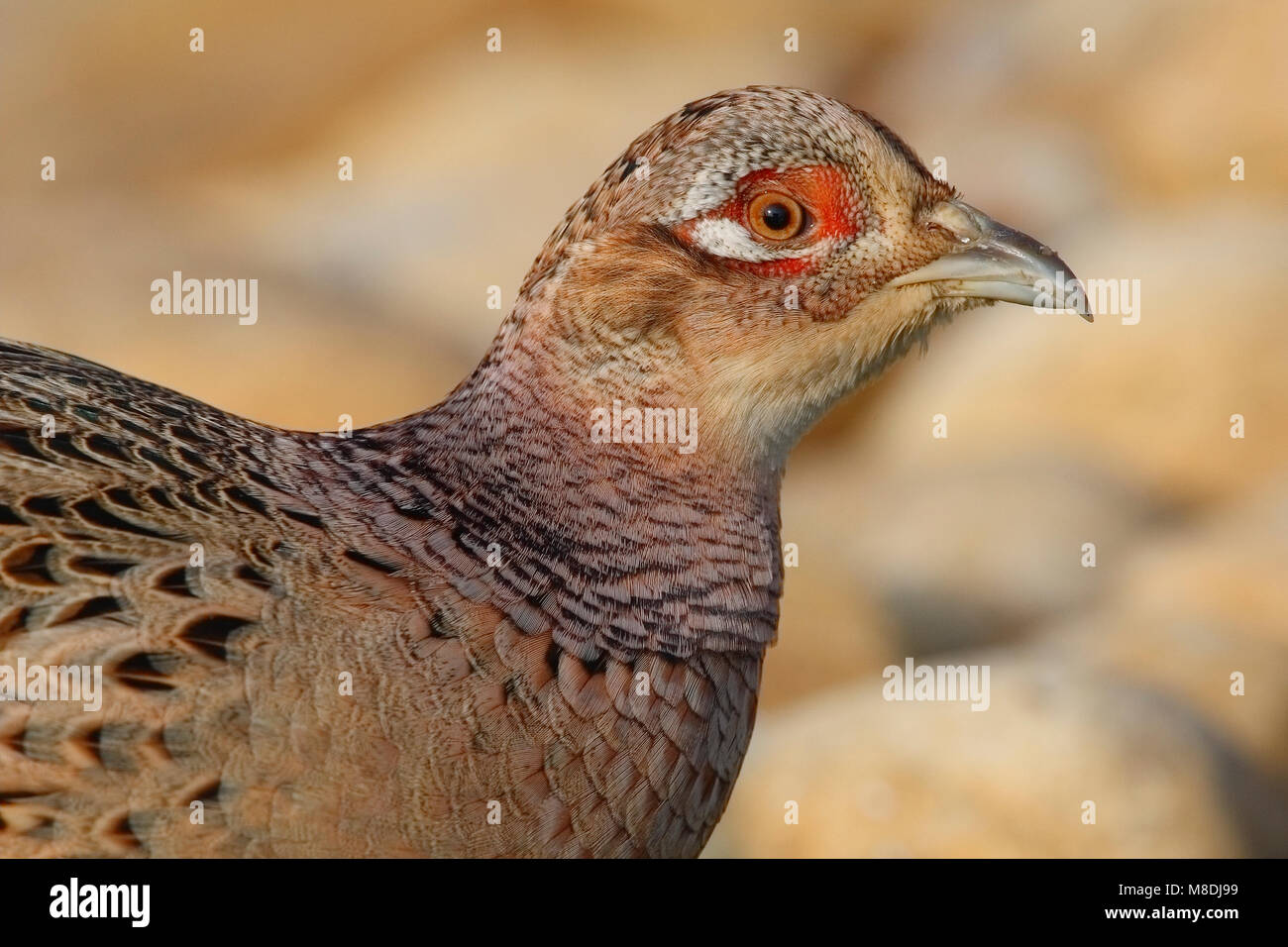 Jong mannetje Fazant ; jeune mâle faisan commun Banque D'Images