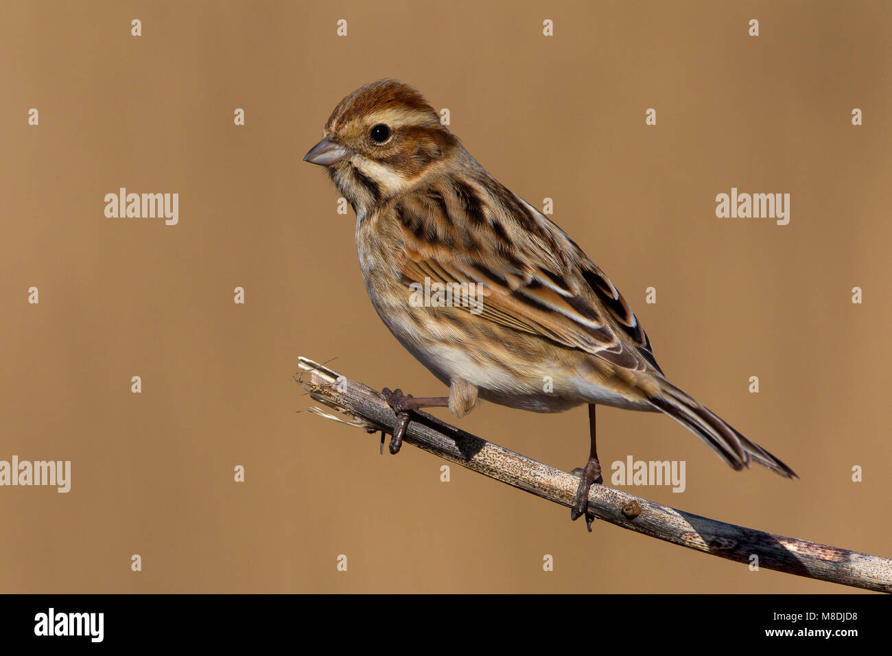 Female reed bunting Banque de photographies et d’images à haute ...