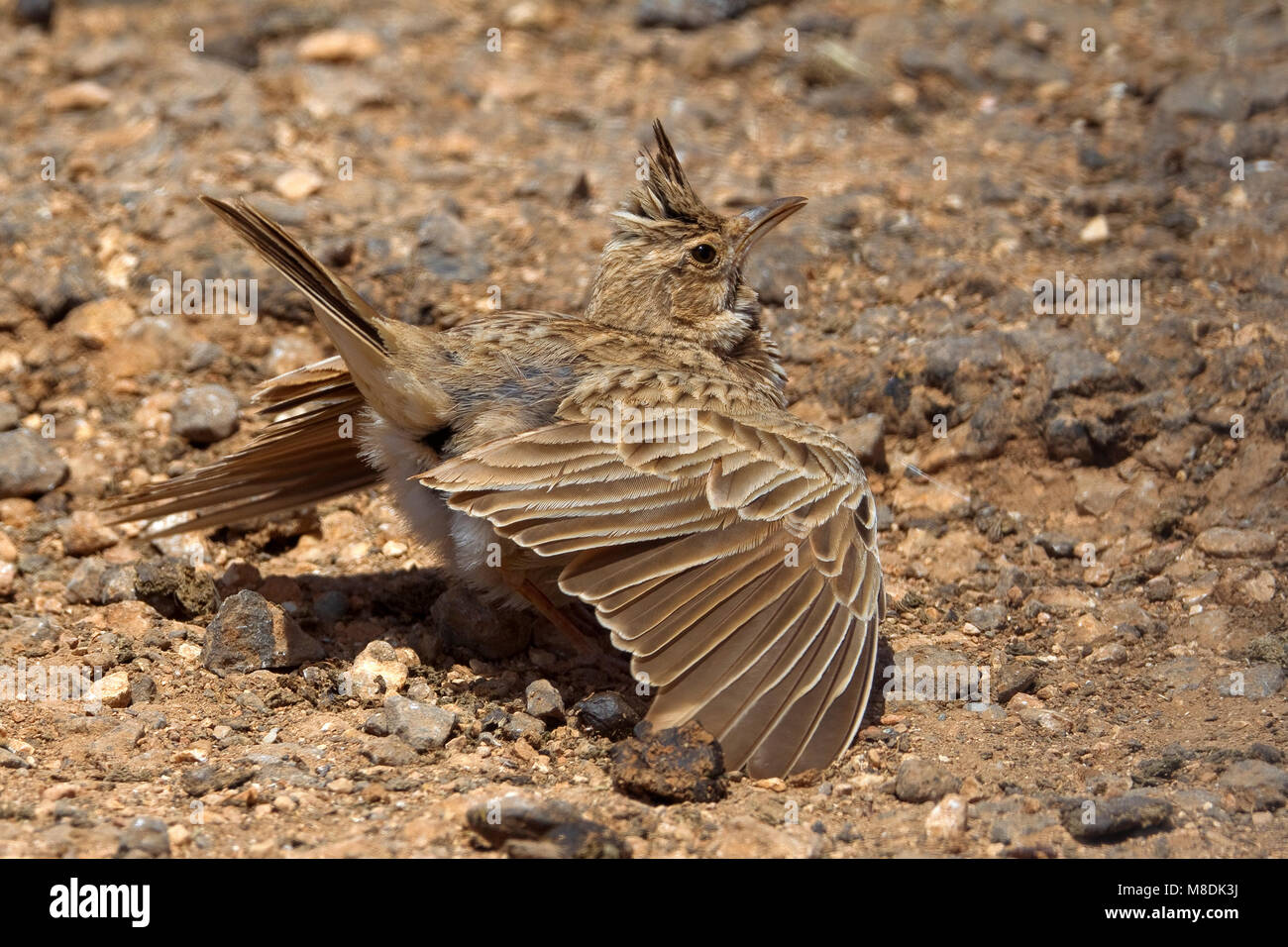 En baltsend Kuifleeuwerik zingend Crested Lark commun ; le chant et l'affichage Banque D'Images