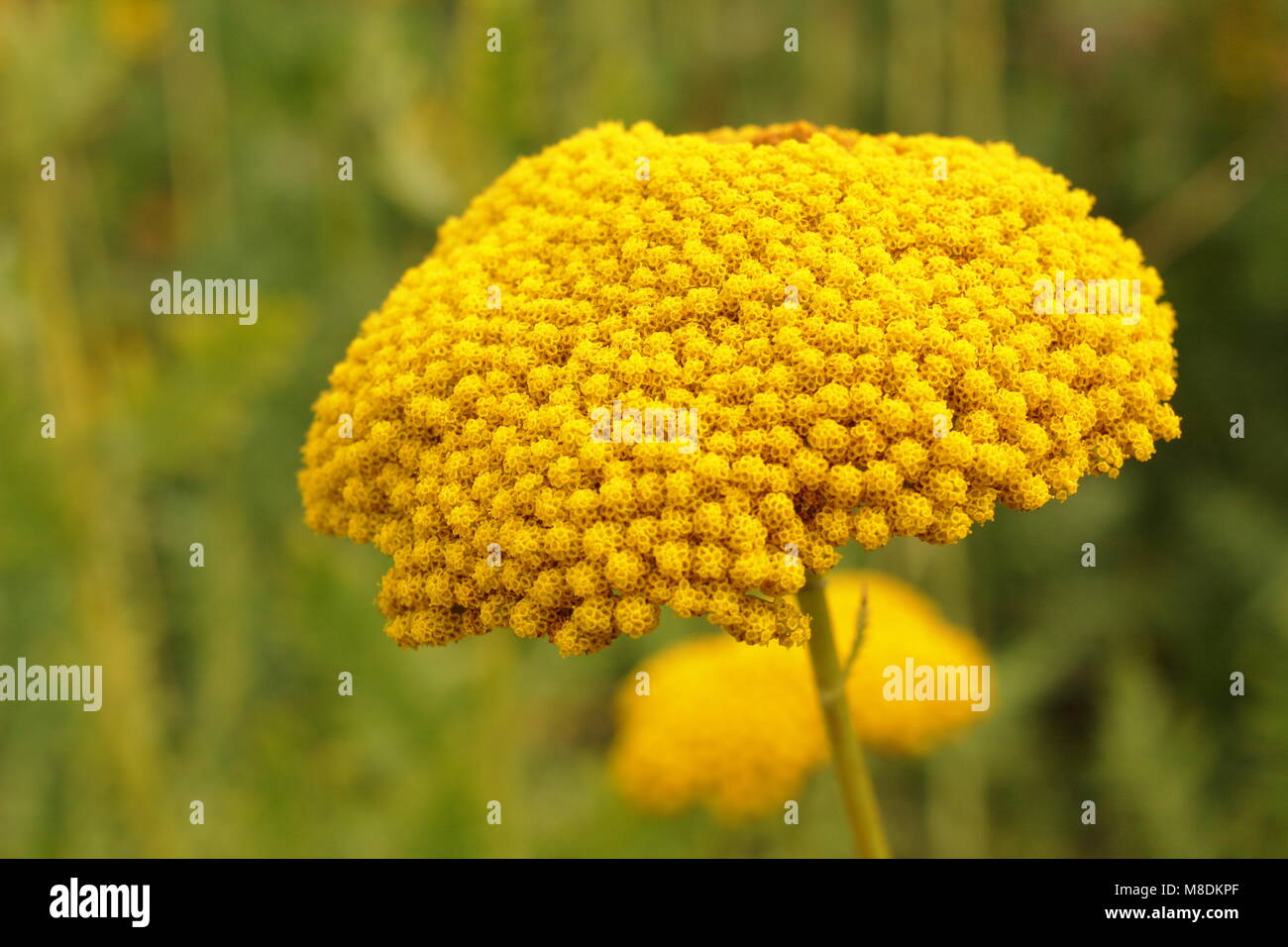 Achillea filipendulina 'Gold Plate'. Plaque or millefeuille en fleur dans un jardin à la fin de l'été, la frontière UK Banque D'Images