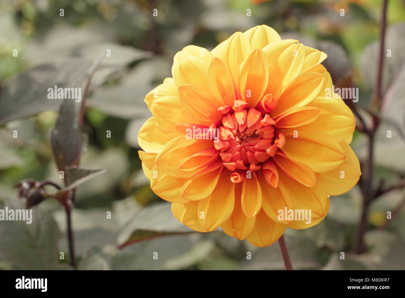 Dahlia 'David Howard' en fleurs à la fin de l'été jardin frontière, UK Banque D'Images