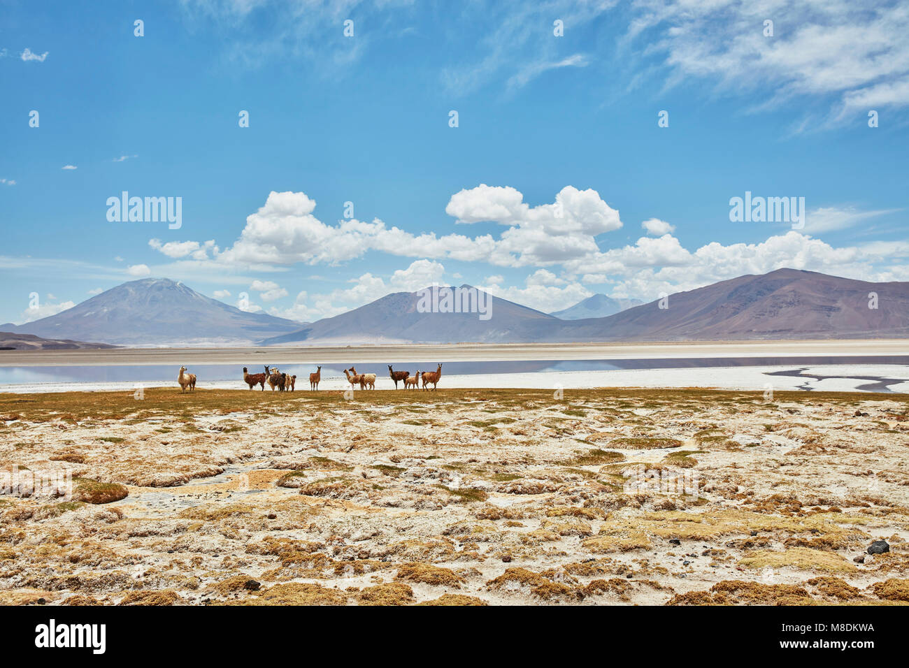 Troupeau de lamas à paysage, Salar de Chiguana, Chiguana, Potosi, Bolivie, Amérique du Sud Banque D'Images