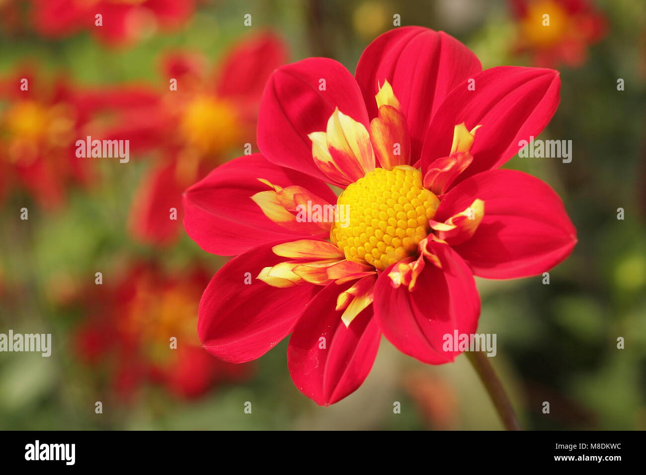 Dahlia 'Ann Breckenfelder' dans une frontière à la fin de l'été d'un jardin anglais, UK Banque D'Images