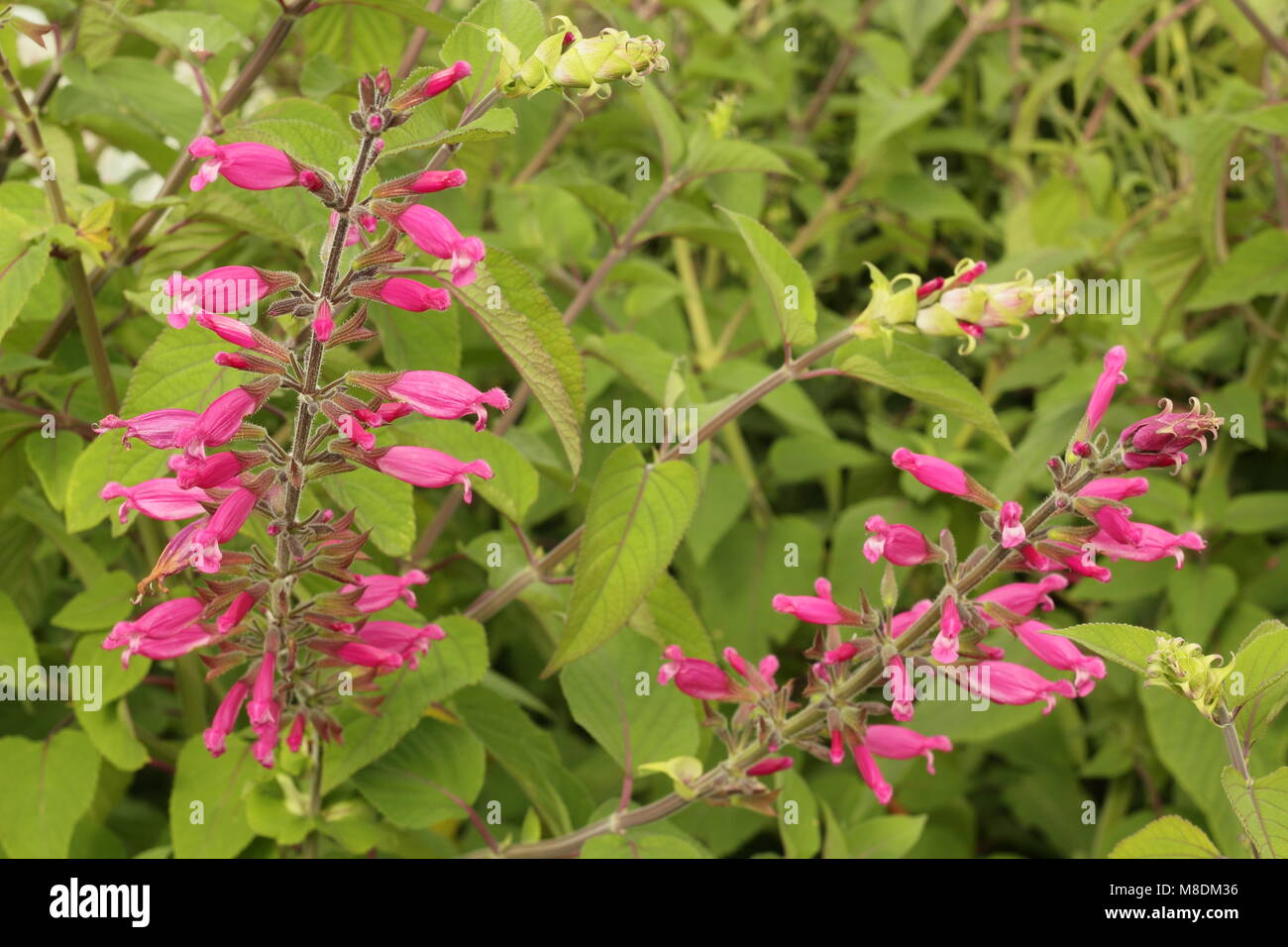 Salvia involucrata 'Bethellii' rosy-leaf sage en fleur dans un la fin de l'été jardin anglais border, UK Banque D'Images