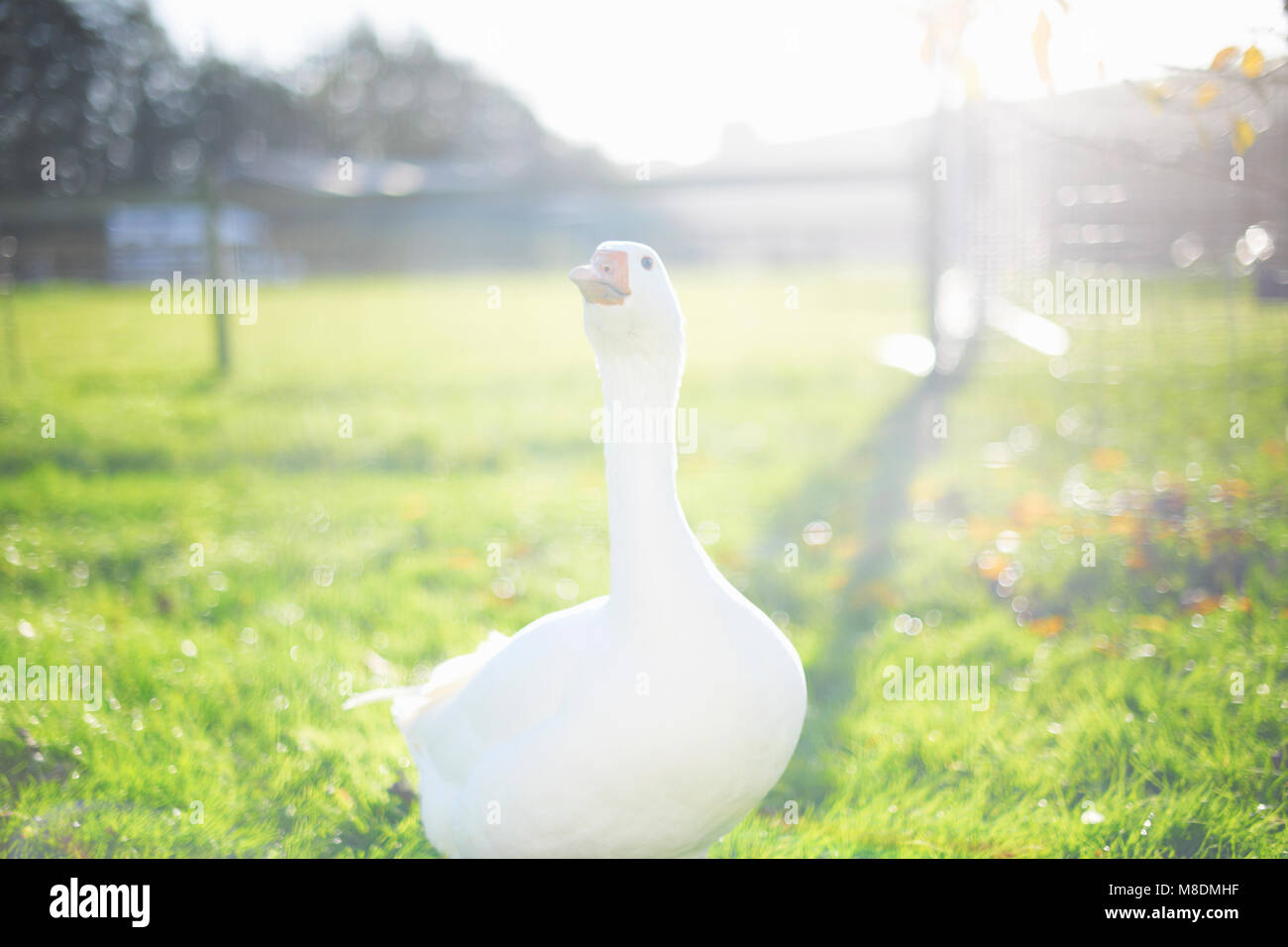 Goose à la lumière du soleil, Wiltshire, Royaume-Uni, Europe Banque D'Images