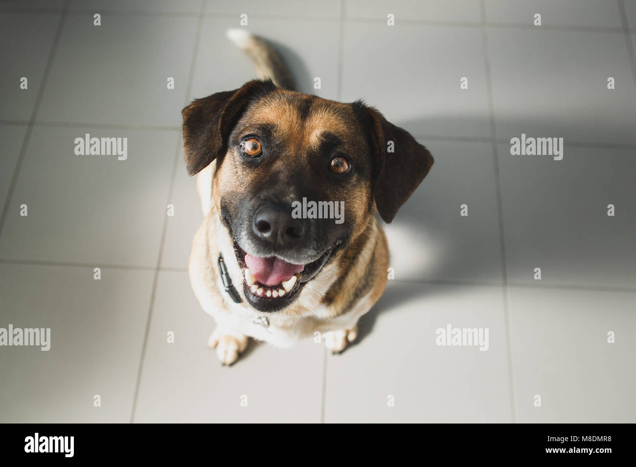 High angle view of dog looking at camera Banque D'Images