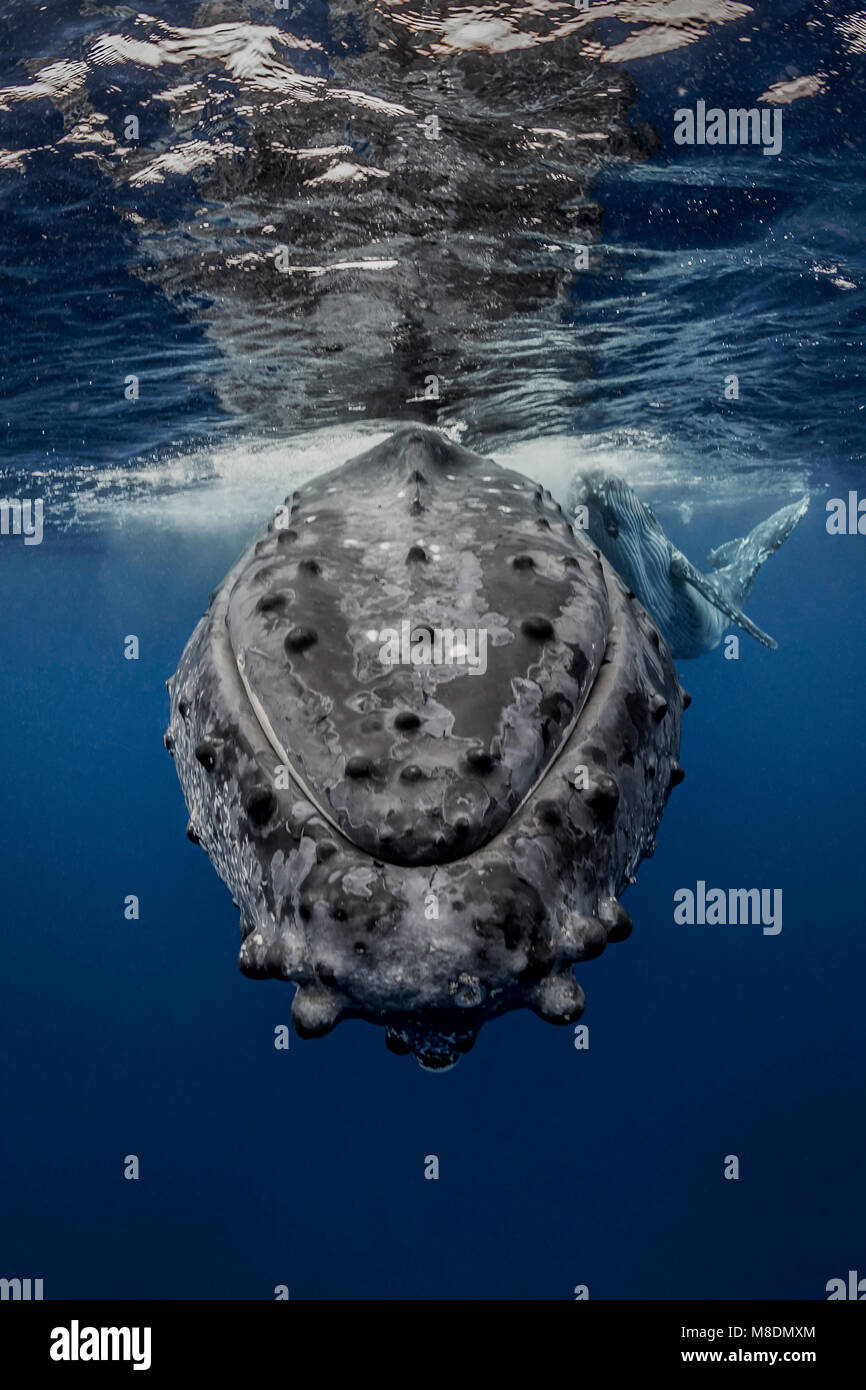 Baleine à bosse (Megaptera novaeangliae) et dans les eaux des Tonga Banque D'Images