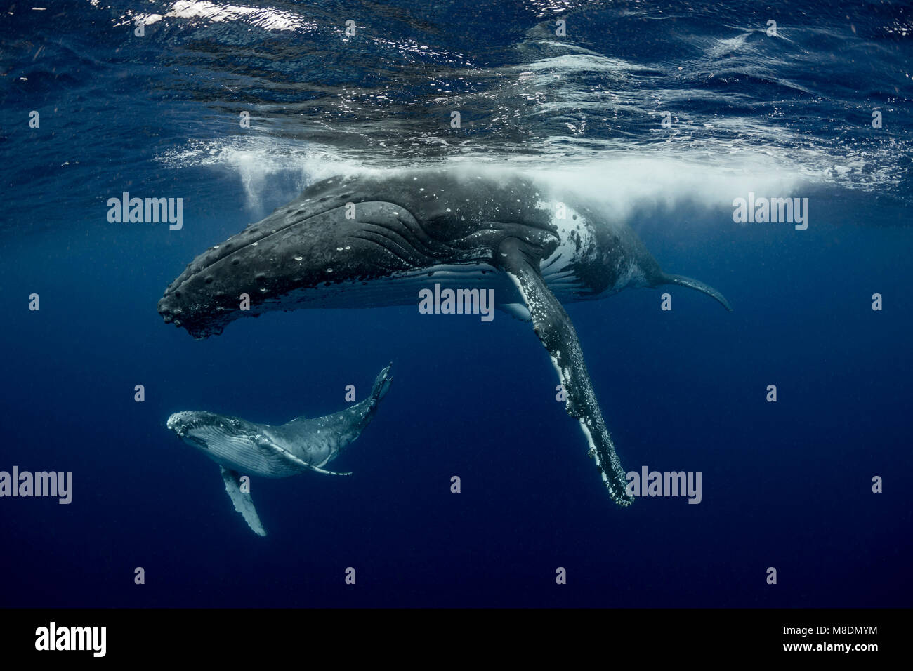 Baleine à bosse (Megaptera novaeangliae) et dans les eaux des Tonga Banque D'Images