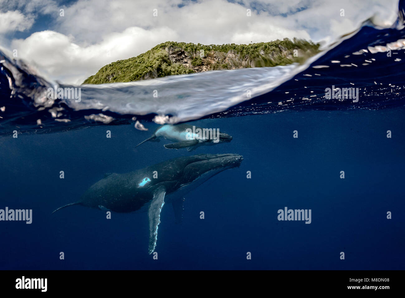 Baleine à bosse (Megaptera novaeangliae) et dans les eaux des Tonga Banque D'Images
