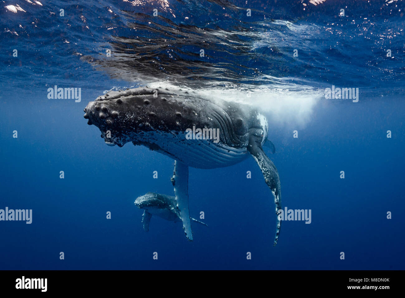 Baleine à bosse (Megaptera novaeangliae) et dans les eaux des Tonga Banque D'Images