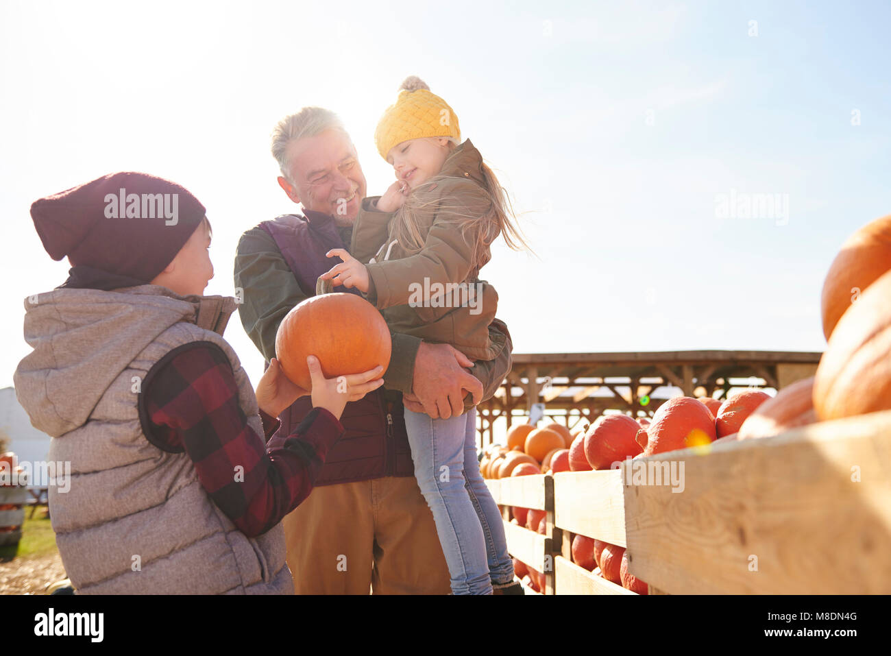 Fille et frère avec grand-père la sélection de citrouilles dans champ de citrouilles Banque D'Images