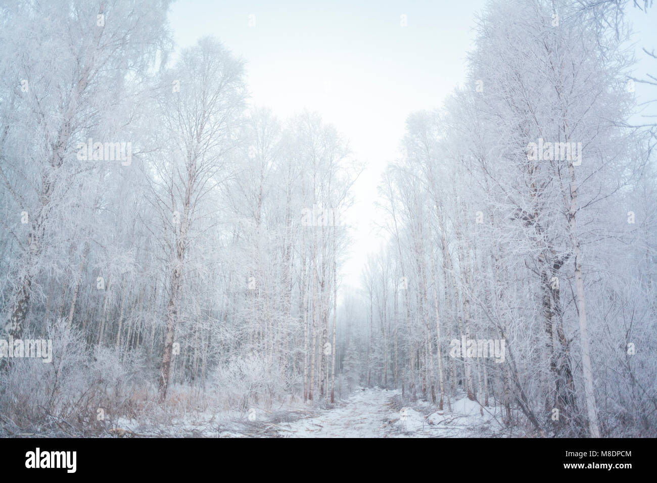 Forêt, Ural, Sverdlovsk, Russie Banque D'Images