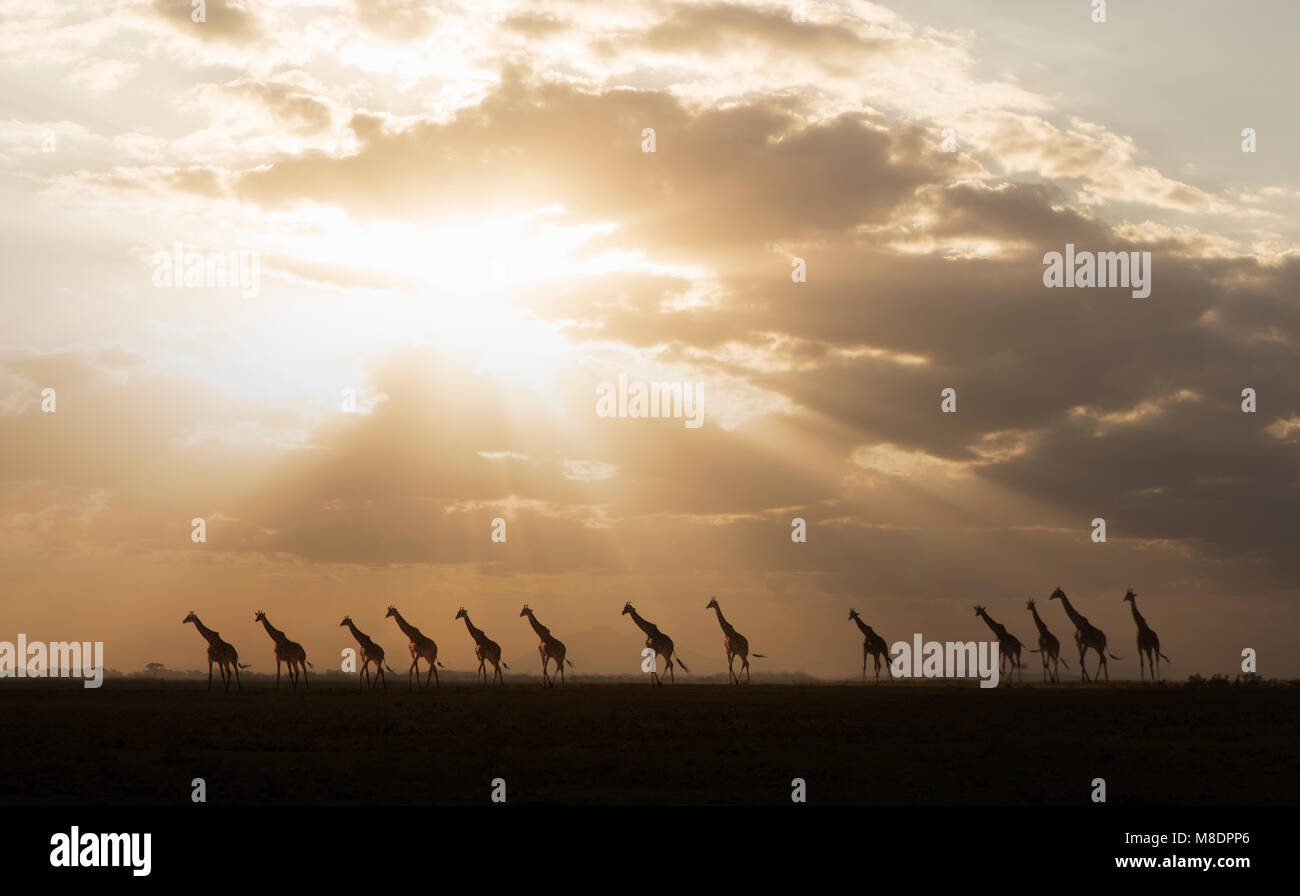 Les Girafes au coucher du soleil dans le Parc national Amboseli, Amboseli, Rift Valley, Kenya Banque D'Images