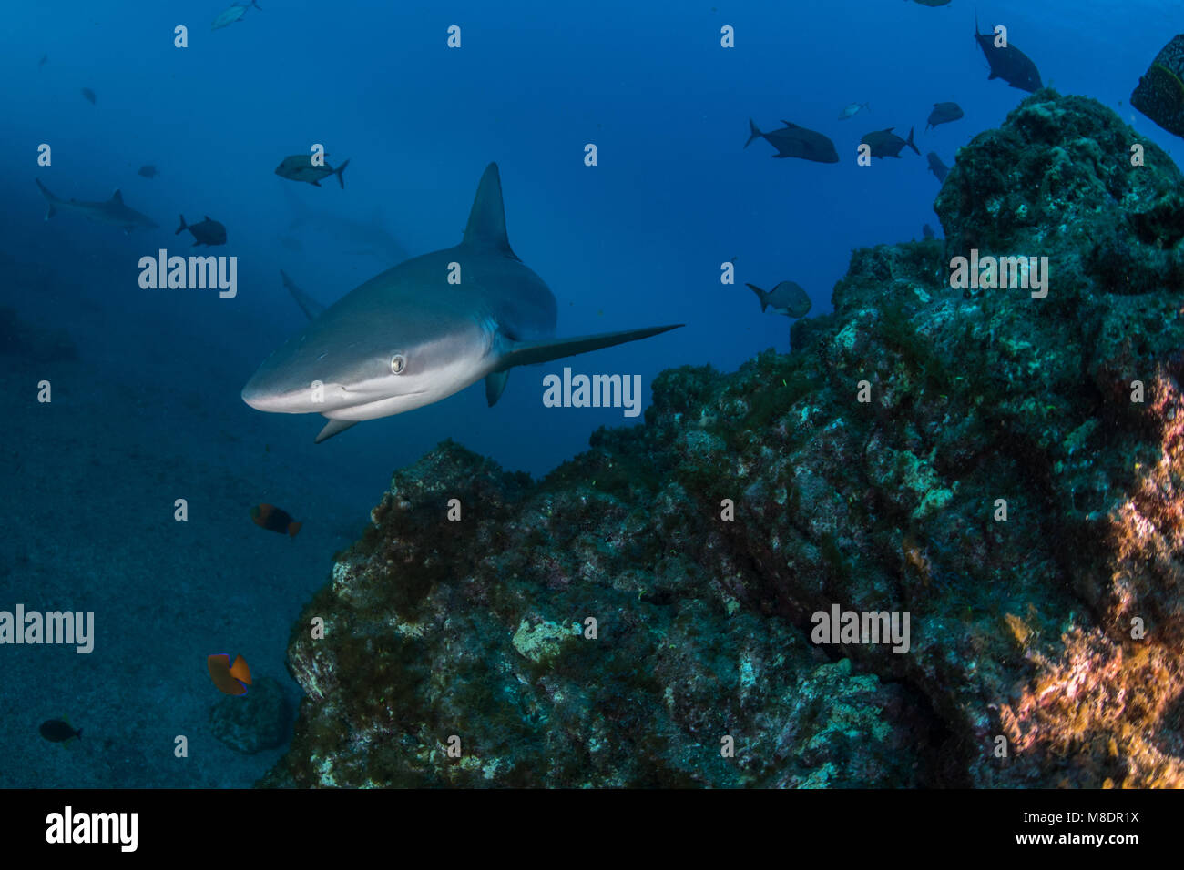 Les requins nager dans la mer, Socorro, Baja California Banque D'Images