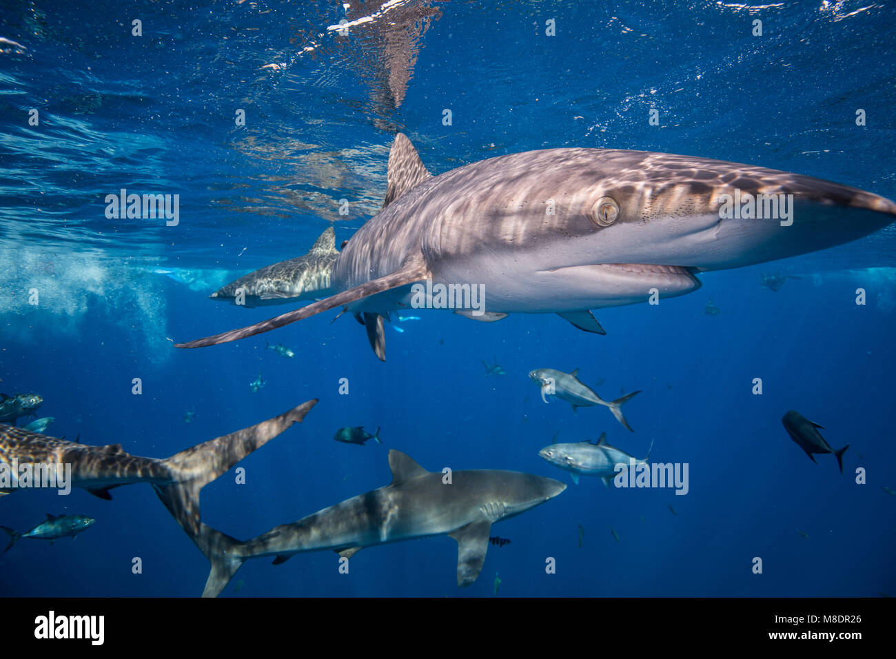 Les requins nager dans la mer, Socorro, Baja California Banque D'Images