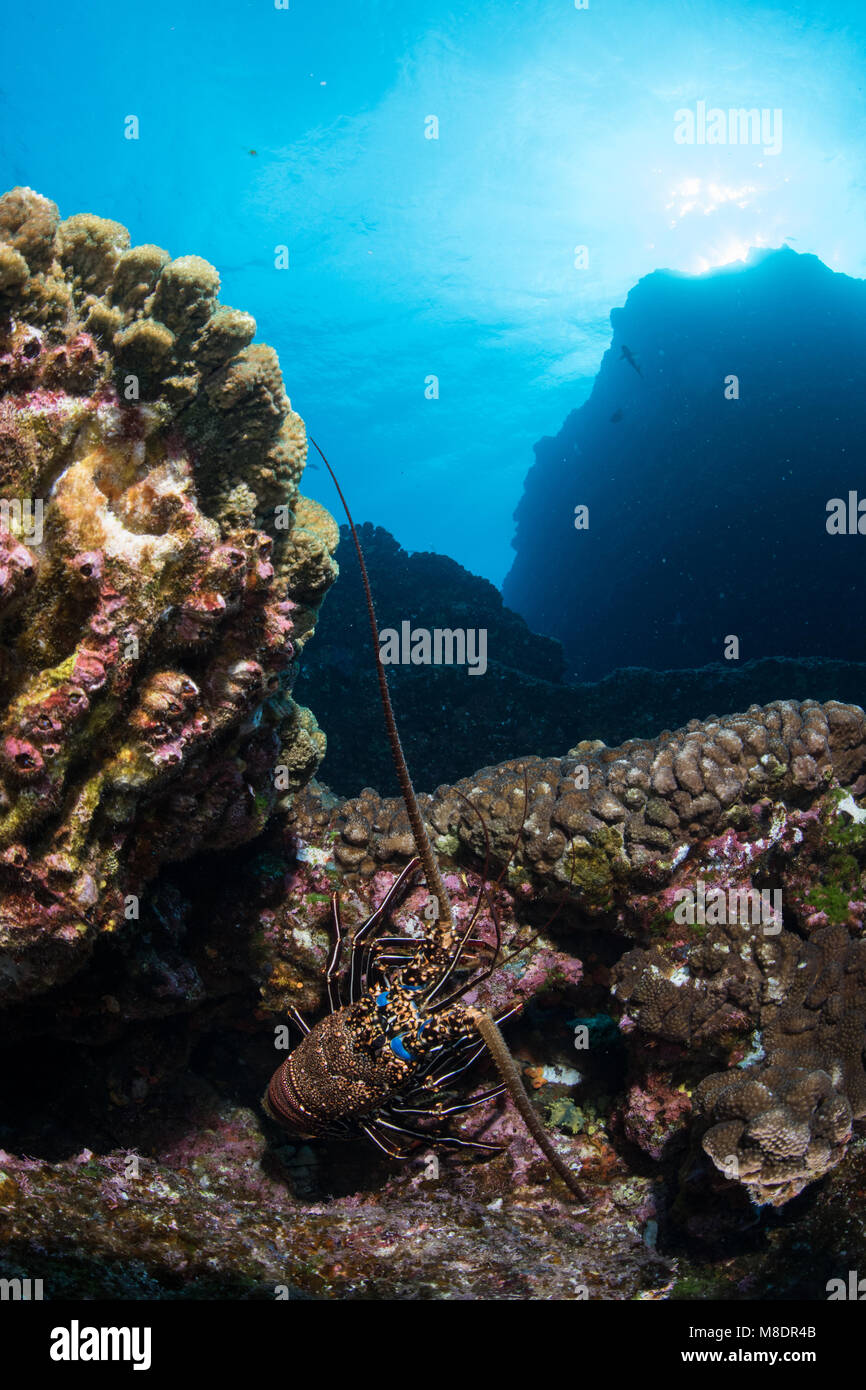 Le homard sur les roches des fonds marins, Socorro, Baja California, Mexique Banque D'Images