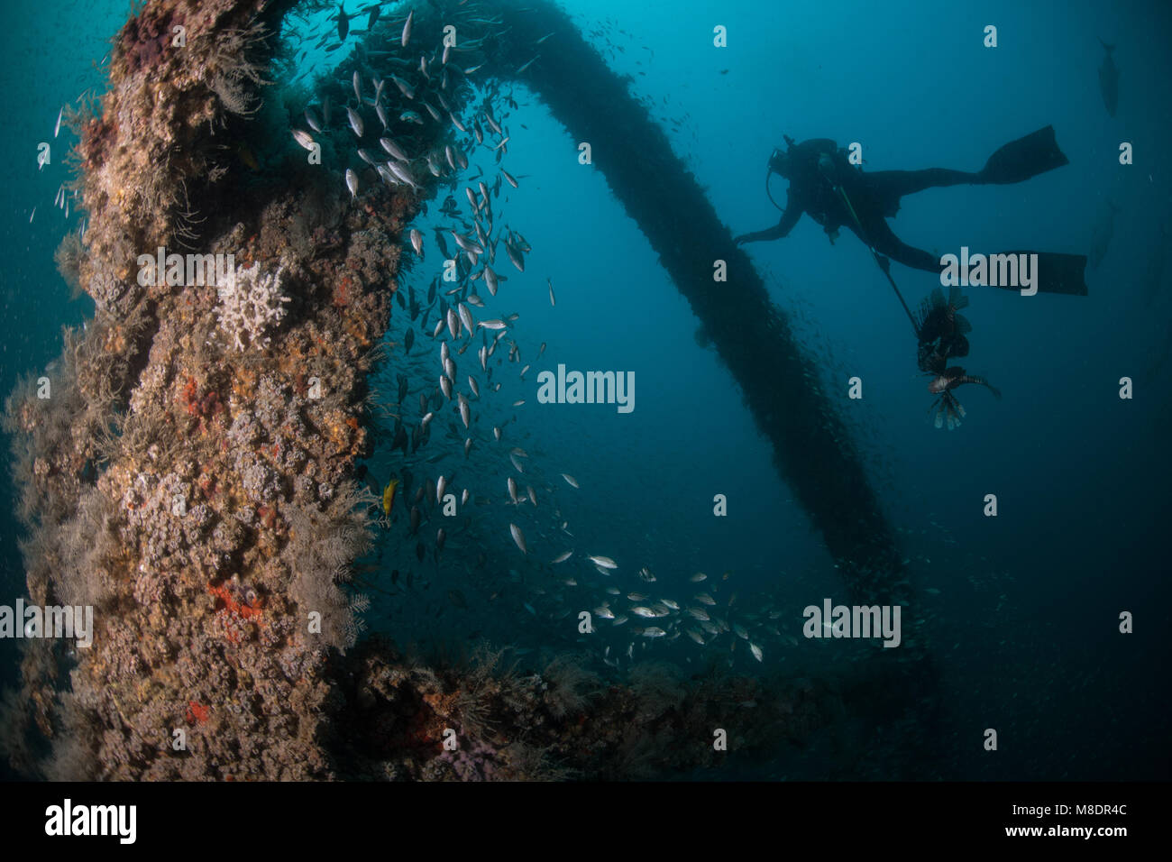 Banc de poissons et de scuba diver explorer navire coulé, Cancun, Mexique Banque D'Images